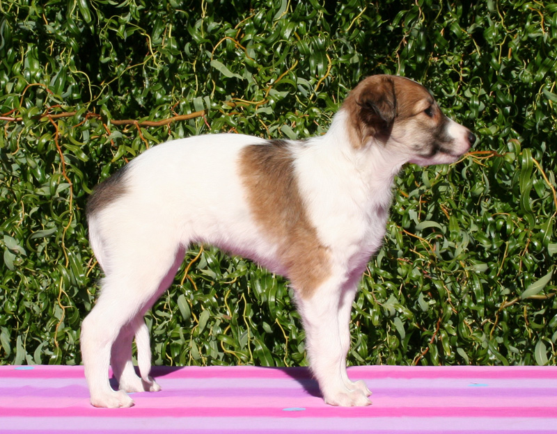 8 weeks - Girl 3 left